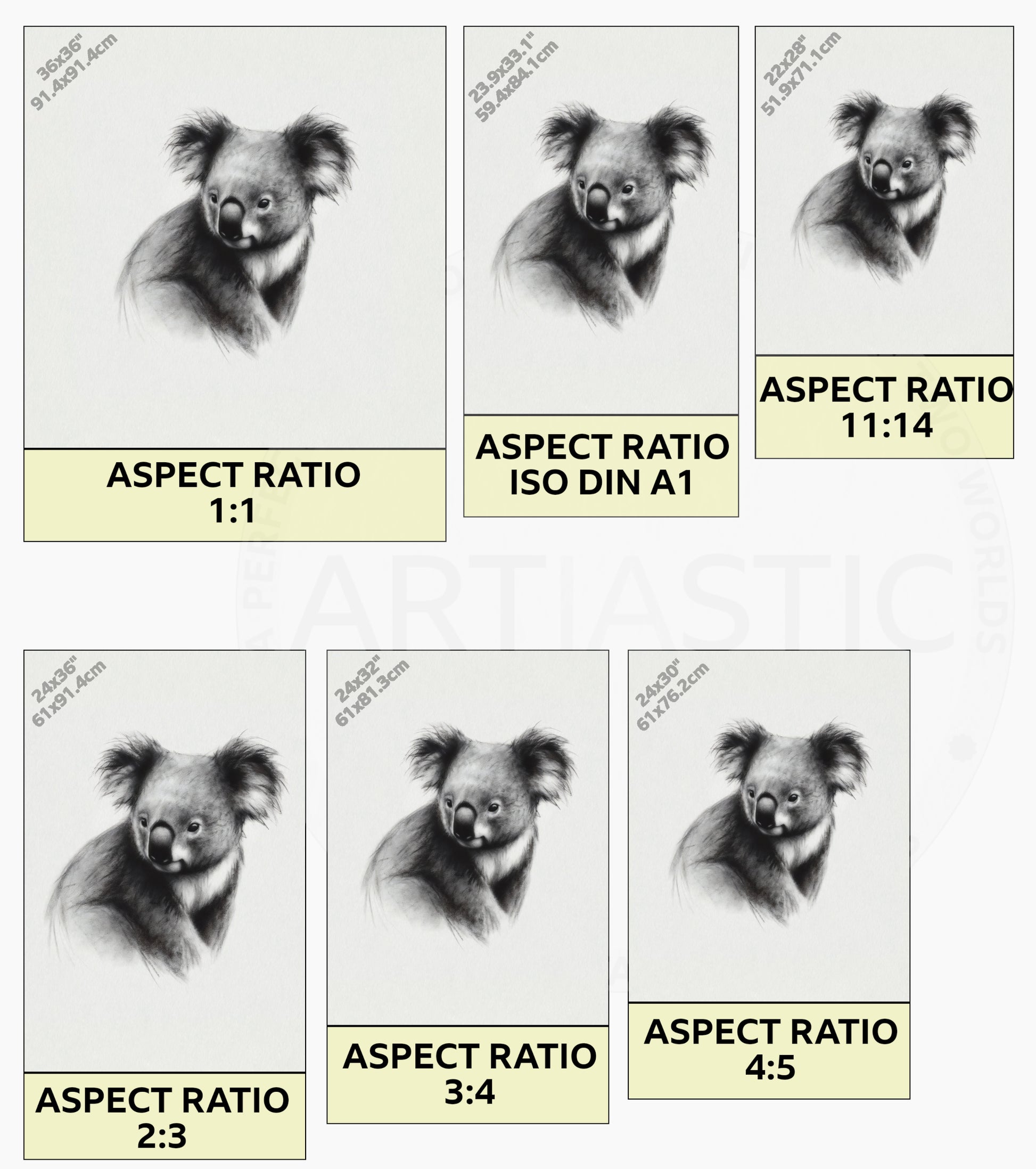 Australia wildlife art koala charcoal drawing ratios