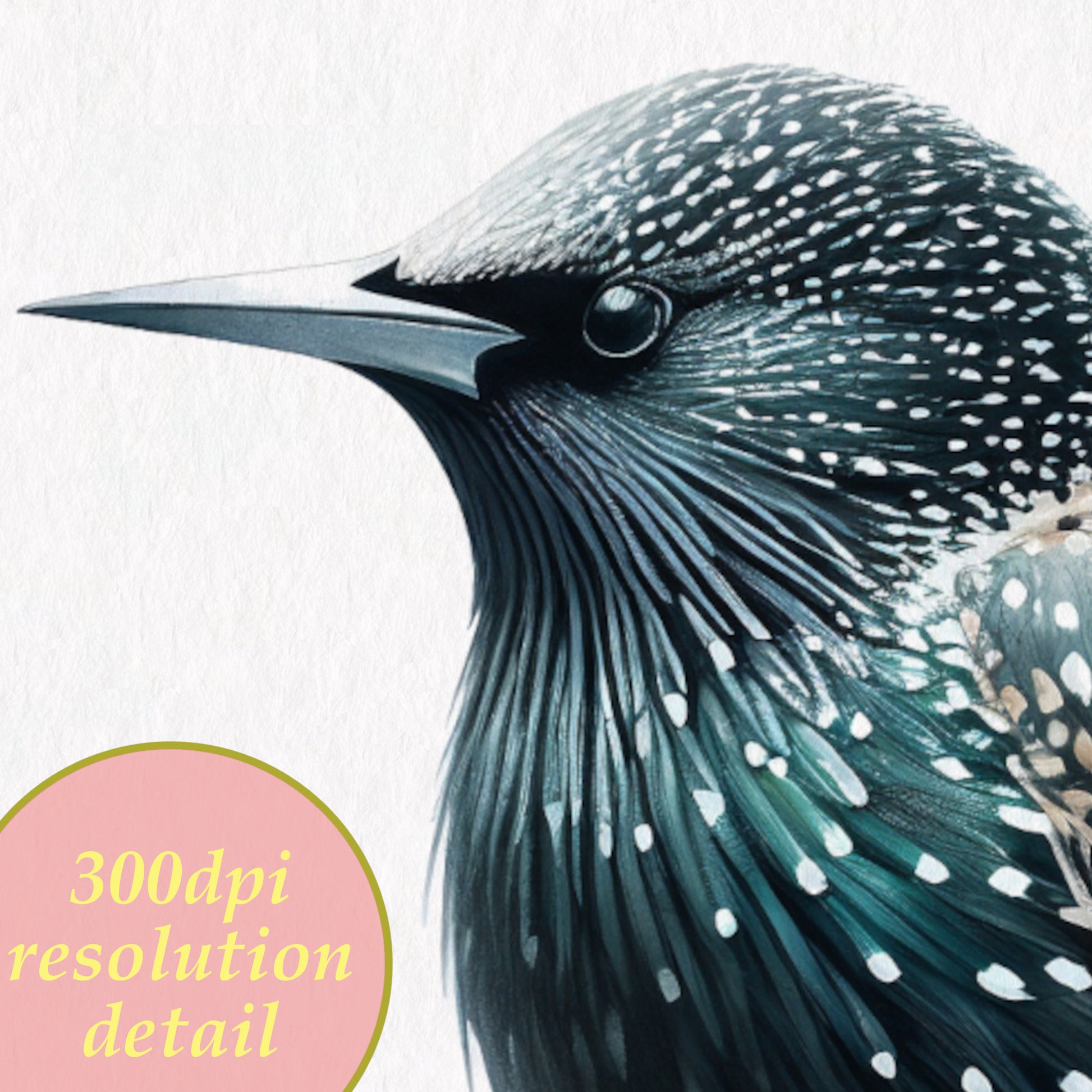 Starling watercolor printable drawing detail