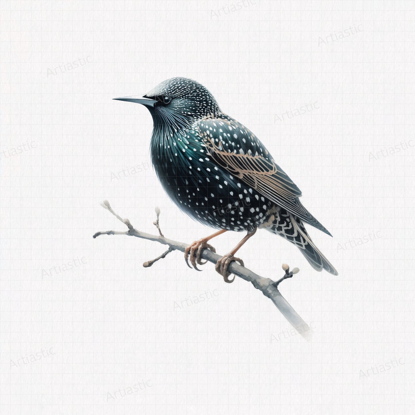 Starling watercolor printable artwork