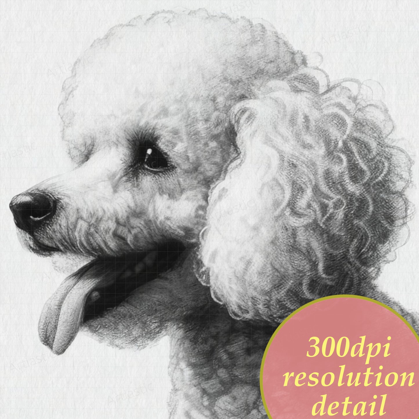 drawing of a poodle dog digital art 300dpi