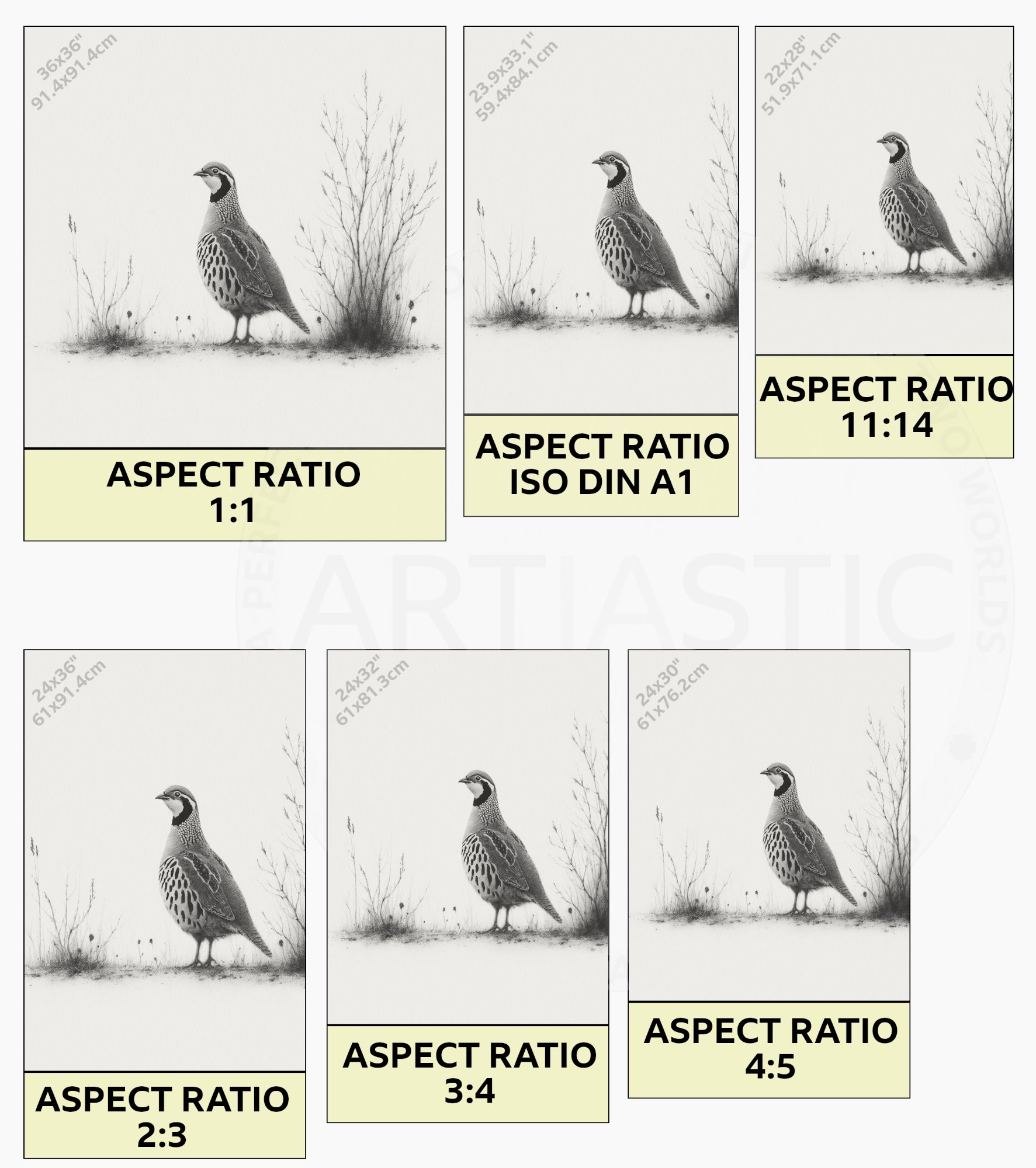 partridge artwork charcoal ratios