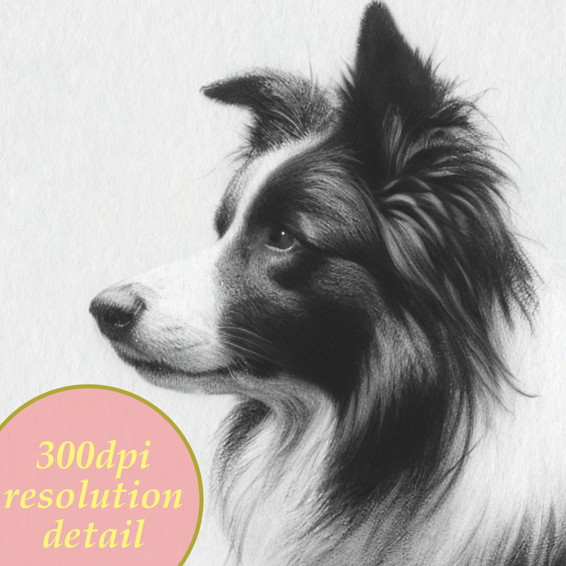 printable wall art charcoal border collie dog detail