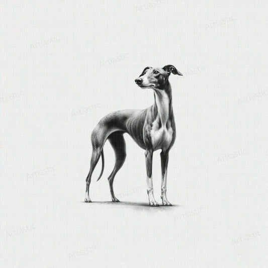 greyhound dog digital drawing wall art