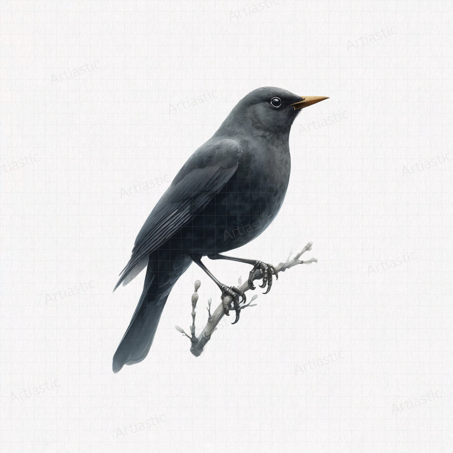 Blackbird watercolor printable artwork