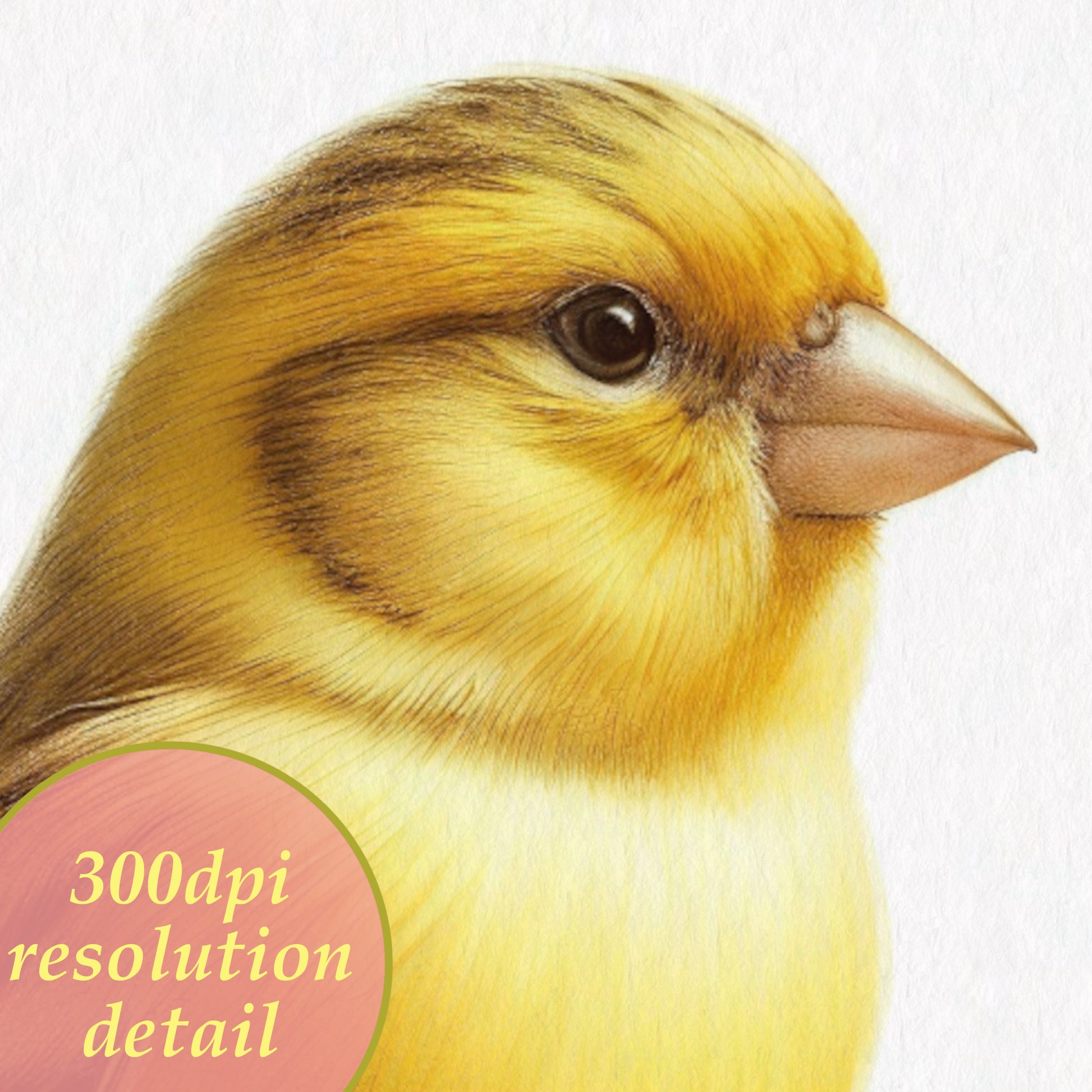 Canary watercolor printable drawing detail